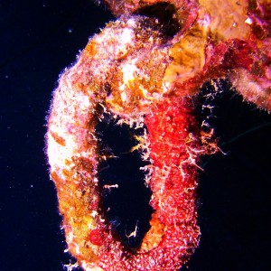 Huge Chain Link on the Hilma Hooker