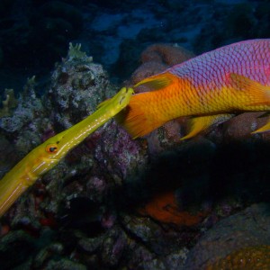 Yellow Trumpetfish & Spanish Hogfish