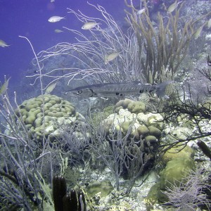 Cuda-Bonaire