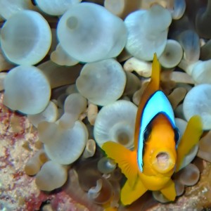 Red Sea Anemonefish