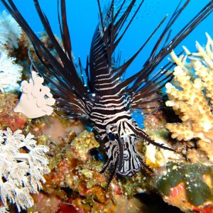 Common lionfish