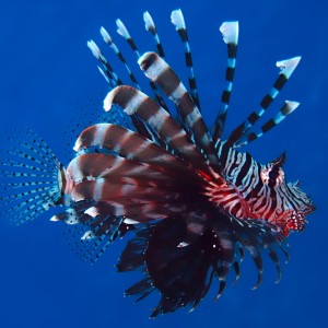 Common lionfish