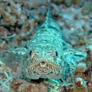 Lizardfish