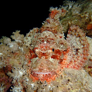 Smallscale scorpionfish