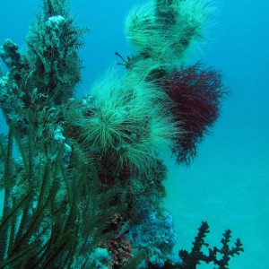 encrusting coral