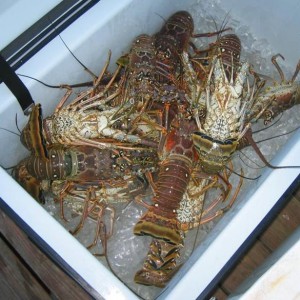 lobsterlessons