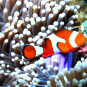 Clownfish10