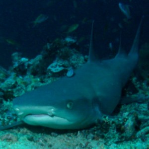 Shark113