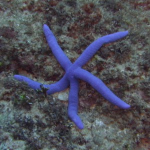 Waving Blue Starfish