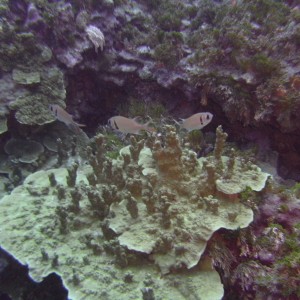 Three Little Fish in the Coral