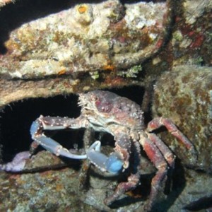 Crab_GC