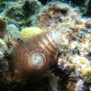 Xmas_Tree_worm_GC