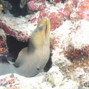 Green_Moray_Bonaire