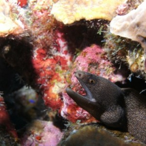 Spotted_Moray_Bonaire