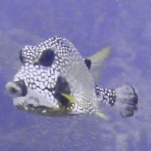 trunkfish22
