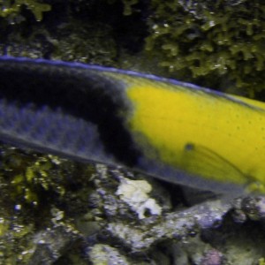 yellowsmallfishy