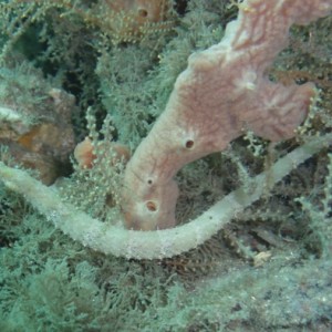 Shortfin_Pipefish_ee