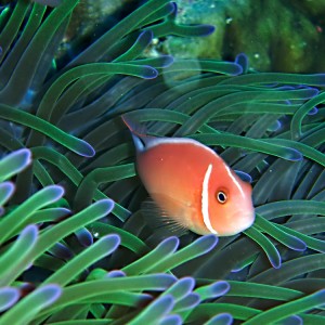 Anemonefish