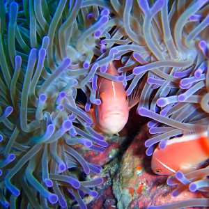 Anemonefish