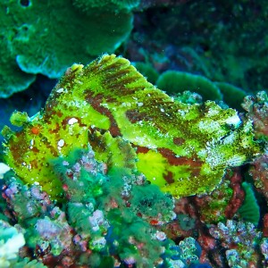 Leaf Stonefish