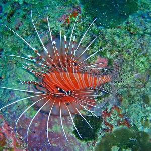 Lionfish