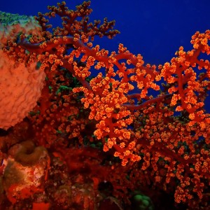 soft coral