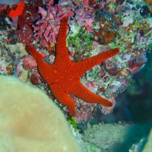 sea star