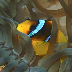 Red Sea Anemonefish