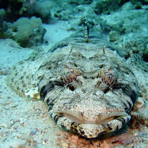 Crocodile fish