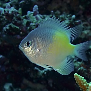 Yellow-side damselfish