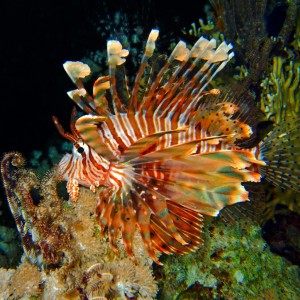 Common lionfish