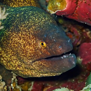 Yellowmargin moray