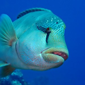 Napoleon wrasse