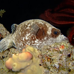 sleeping Masked puffer