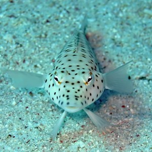 Speckled sandperch