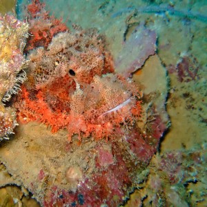 Smallscale scorpionfish