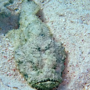 Devil scorpionfish