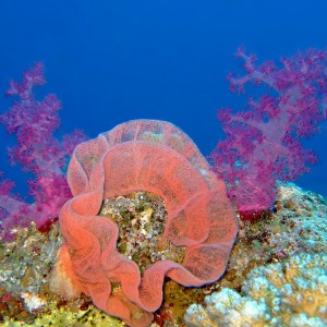 Spanish dancer egg cluster among Dendronephthyas