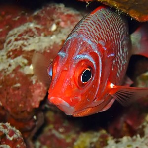 Tailspot squirrelfish