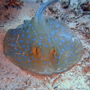 Bluespotted stingray