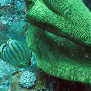 fish_on_coral