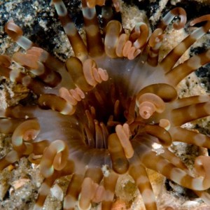 anemone26