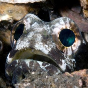 jawfish5