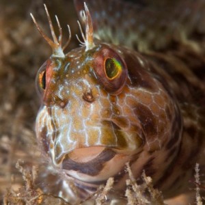 blenny14