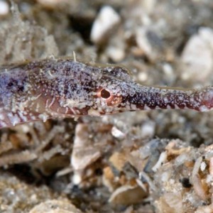 pipefish4