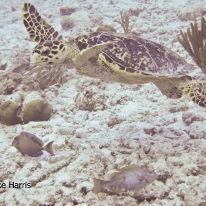 Another Bonaire Turtle