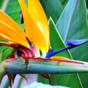 Bird of Paradise