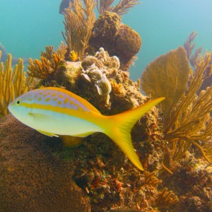 Reef east of Paradise Island