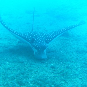 spotted eagle ray at blue heron bridge