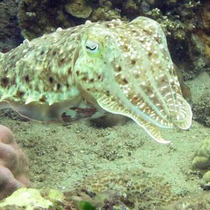 Another cuttlefish